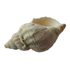 coquillage